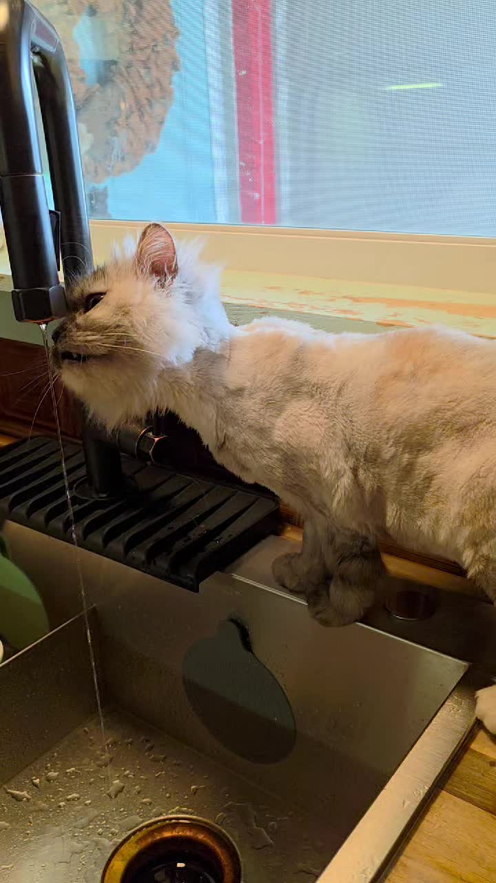 @South Texas Persian Rescue