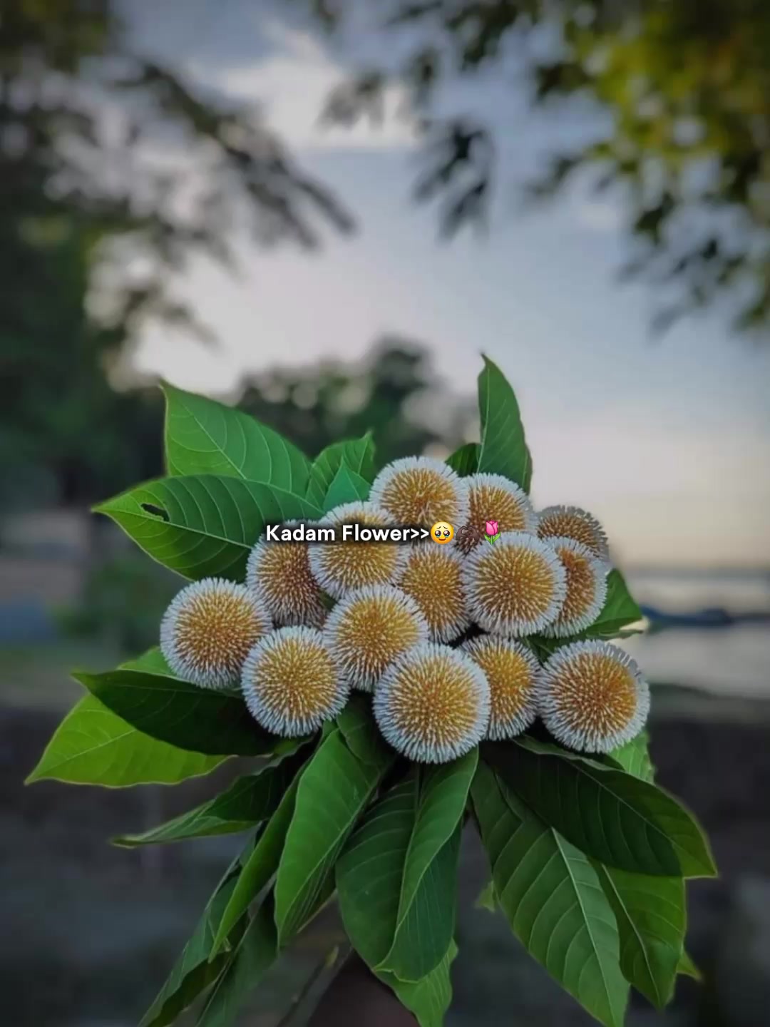 @🌷🥂✩𝐘𝐨𝐮𝐫_𝐍𝐚𝐧𝐢𐙚-💦🍧