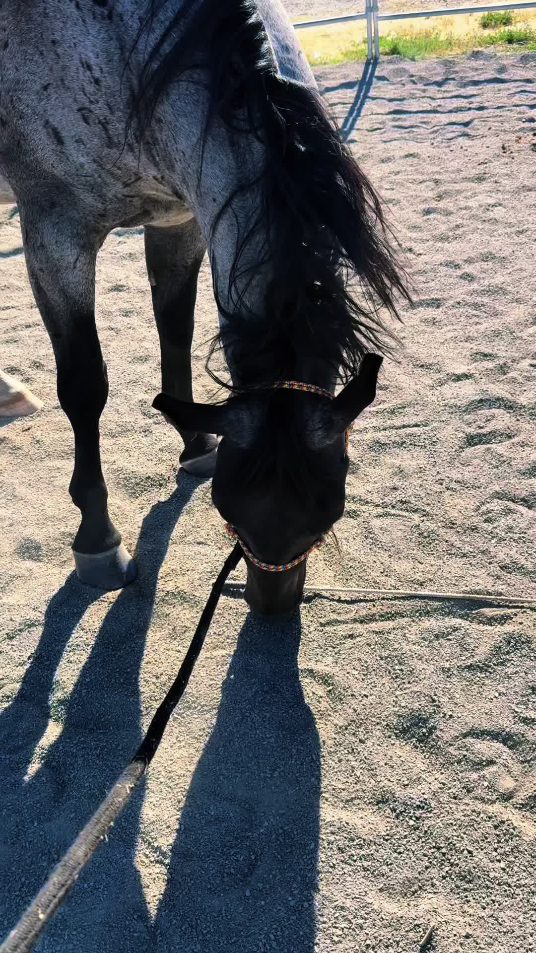 @Cowgirl Tuff Colt Training ❤️