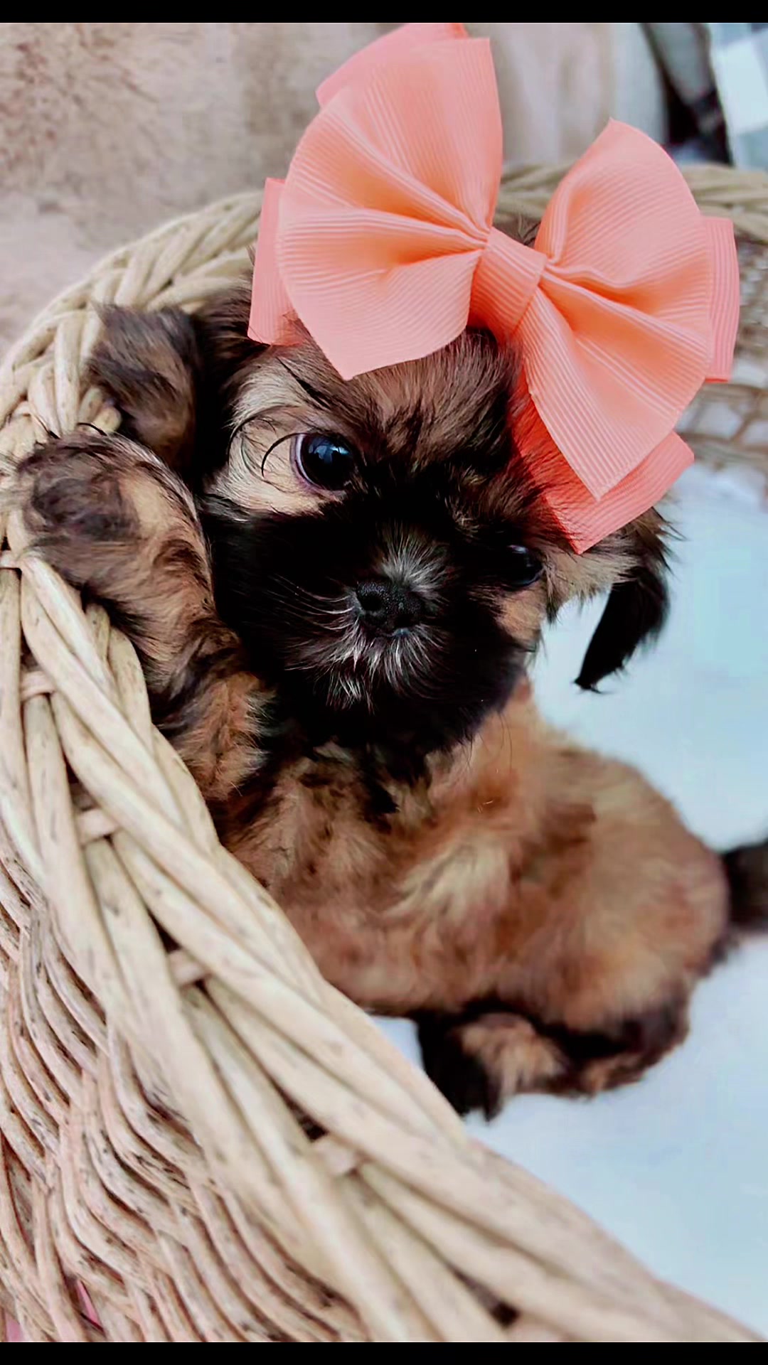 @SHIHTZU SOIRÉE