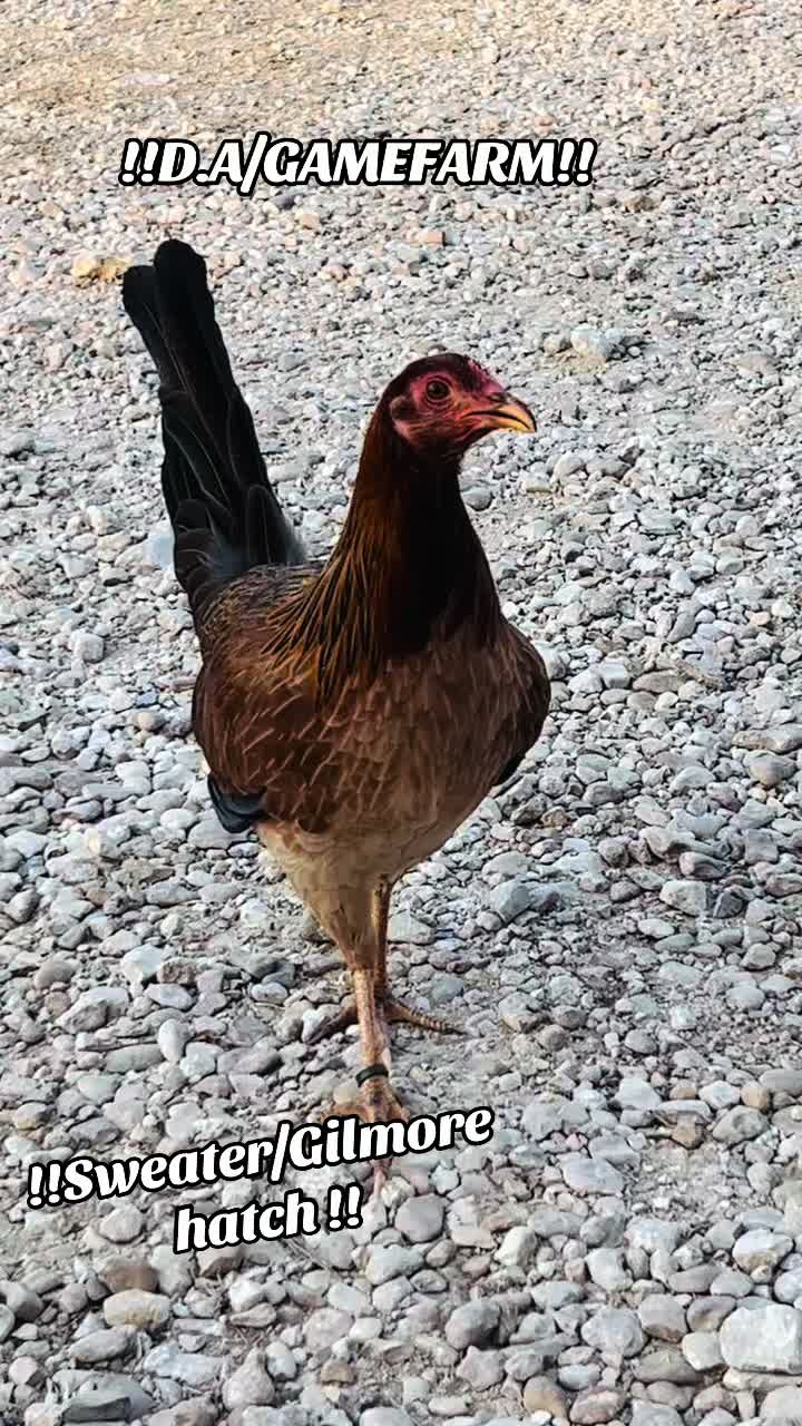 @DAgamefarm