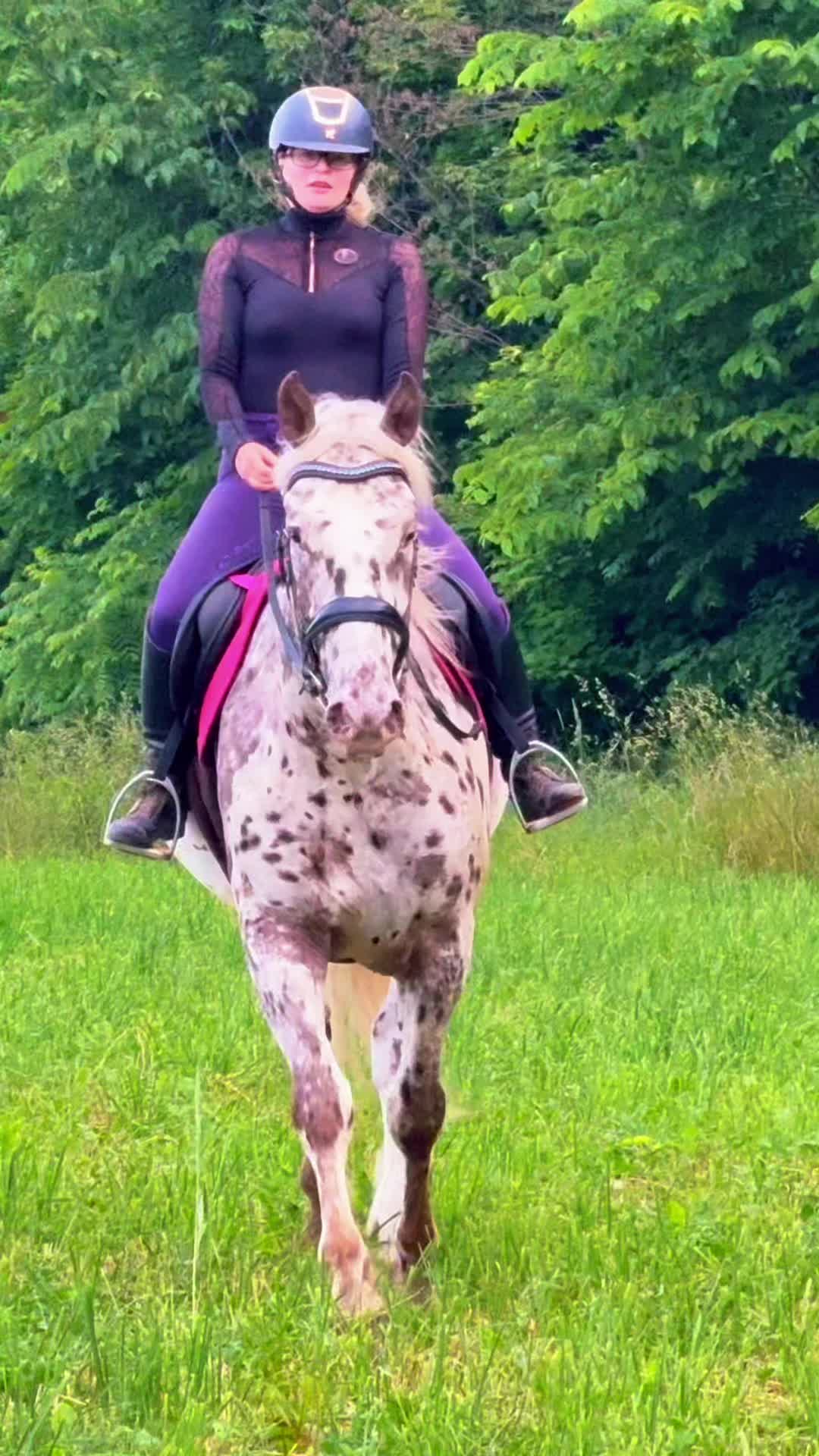 @Free Spirit Equestrian