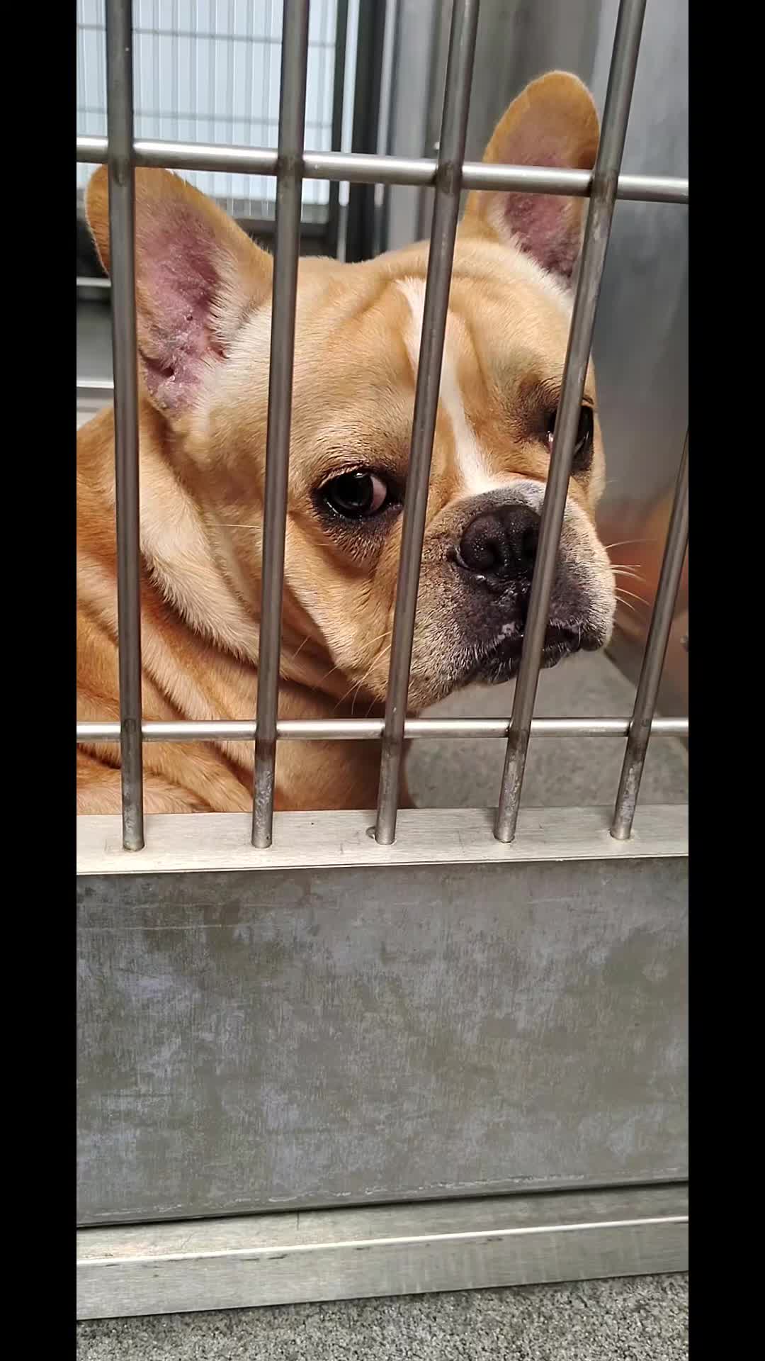 @Saving Seaaca Animals