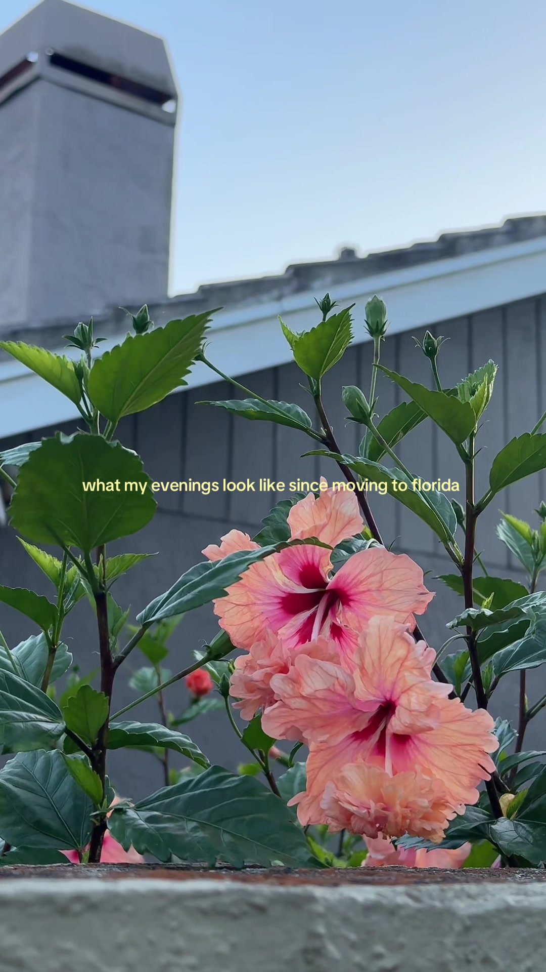 @sophia *ੈ✩‧₊˚