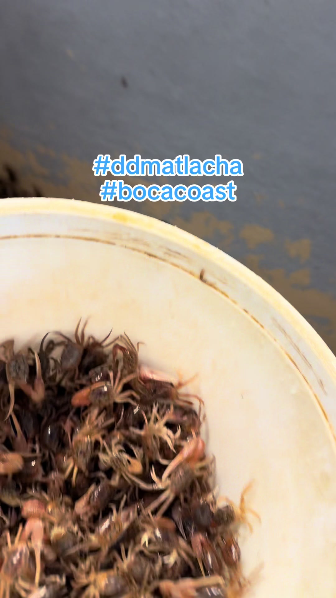 @BocaCoast (D&D Matlacha Bait)