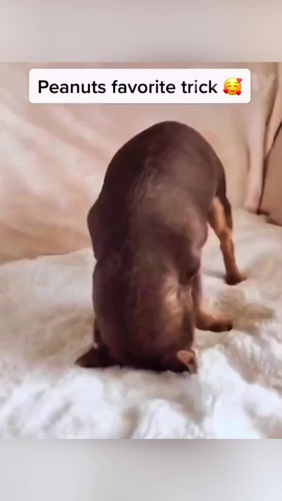 @Cute Pet ❤😘