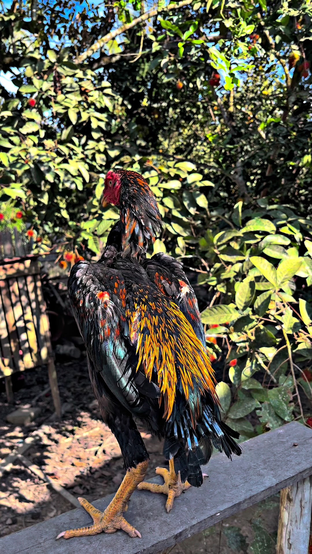 @PUANGFARM