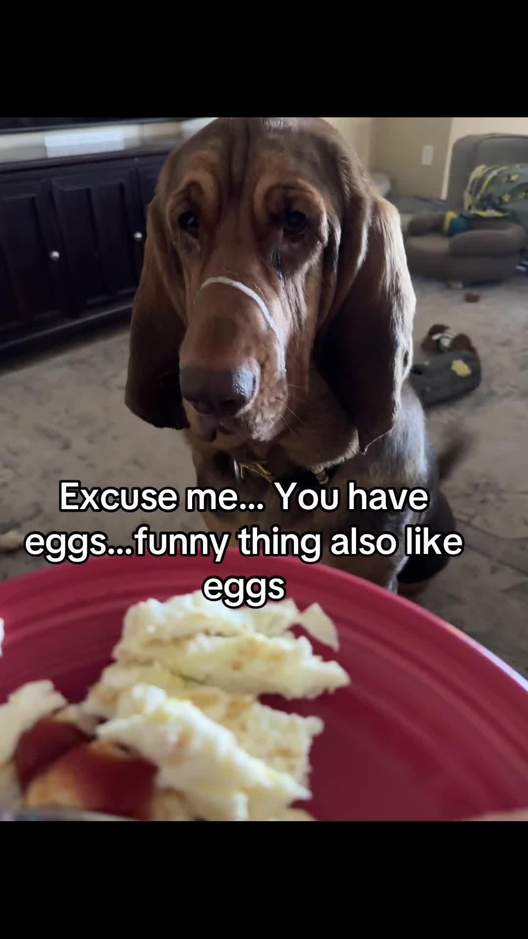 @earl_the_drooling_dog