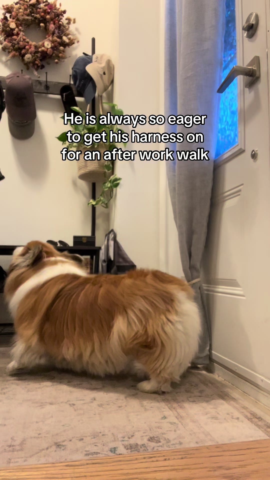 @hudsonthefluffycorgi