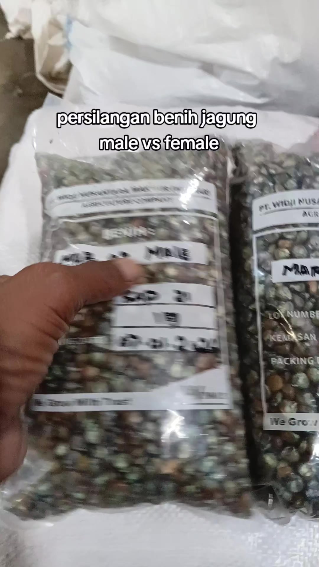 @Legenda Rasamala