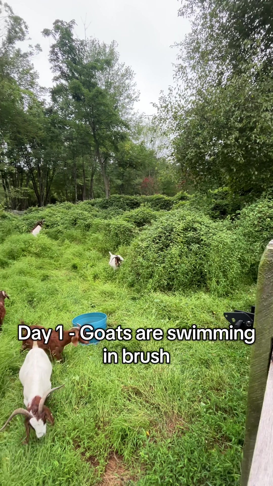 @amazingrazinggoats