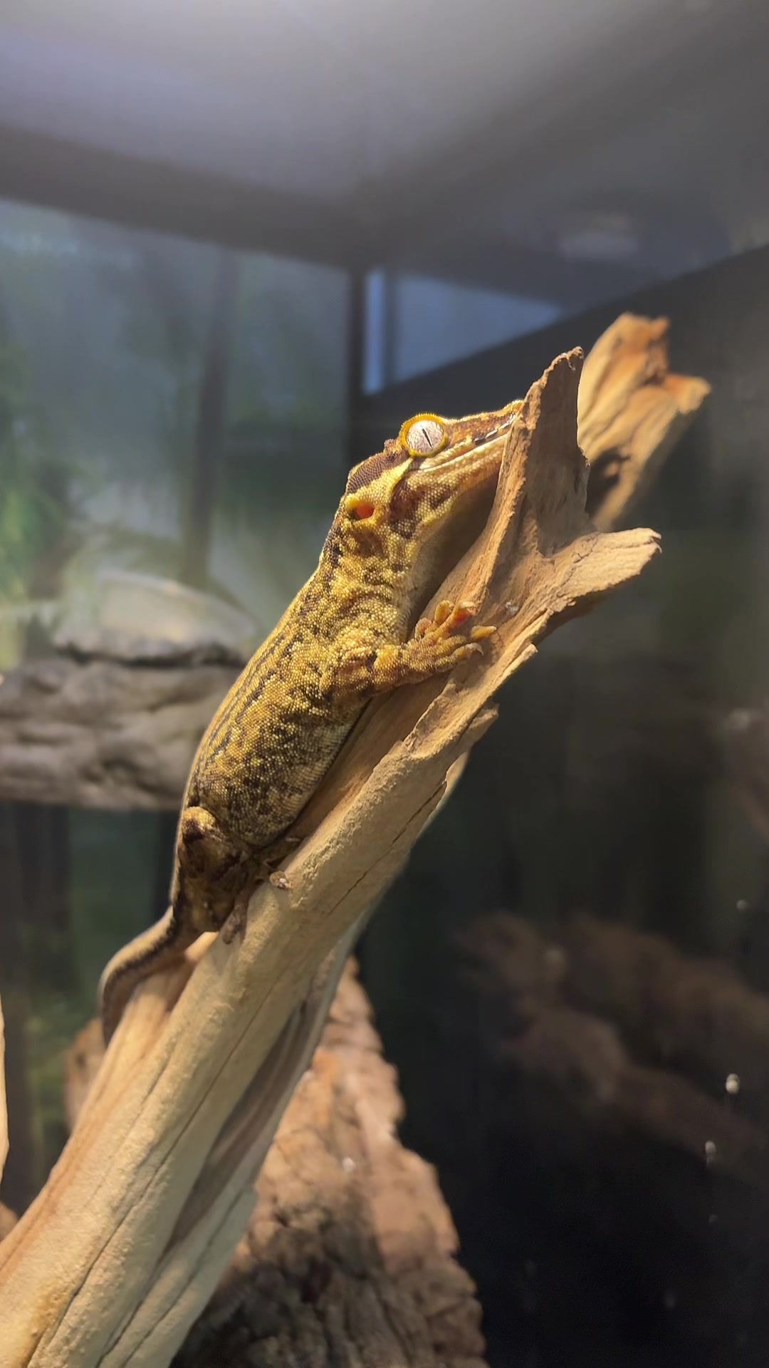 @🦎ranch💥🤍❤️🔥🦎
