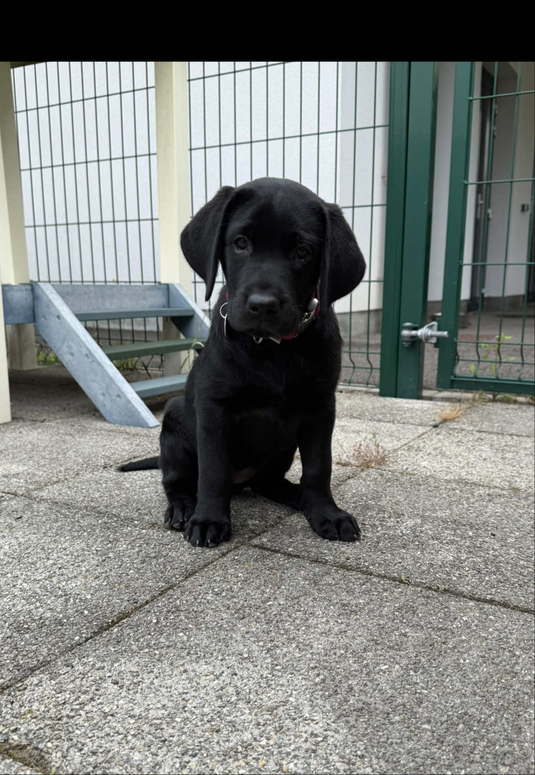 @Chiens Guides de l’Est