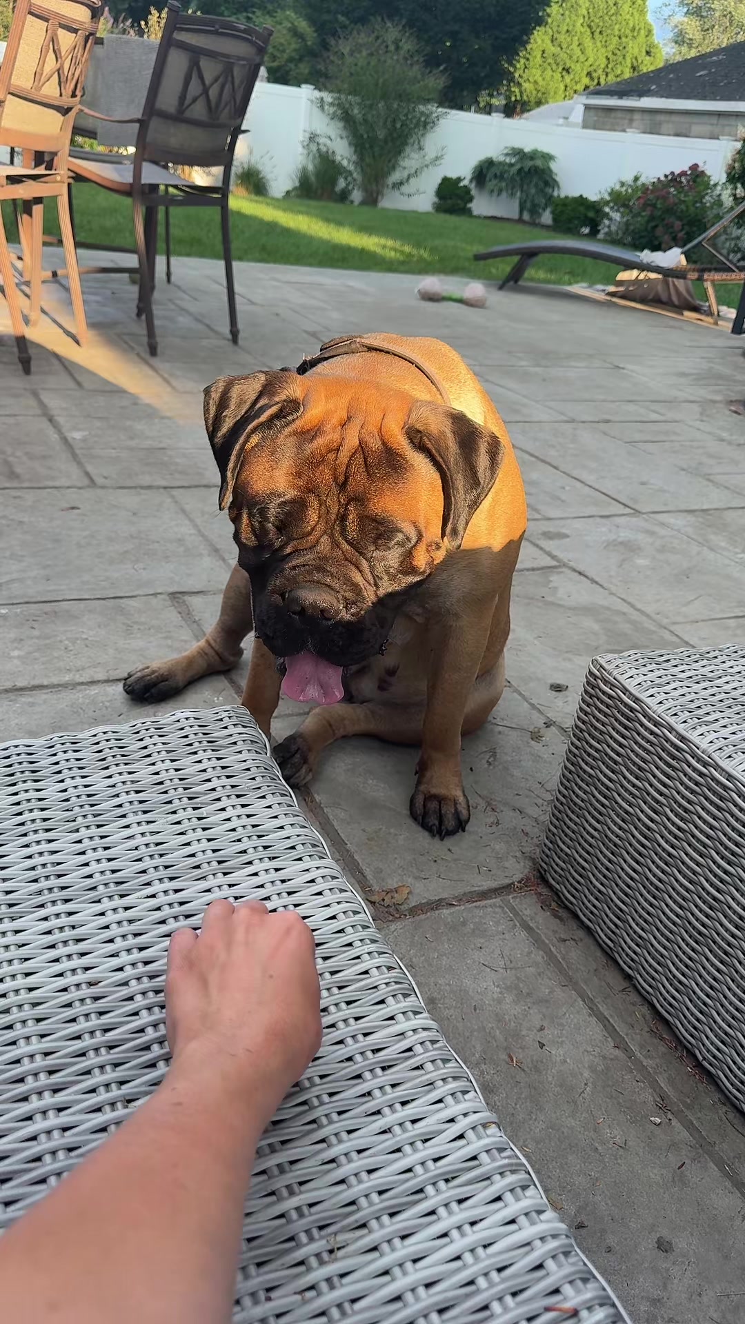 @🐾BullMastiff Mom 🐾💜
