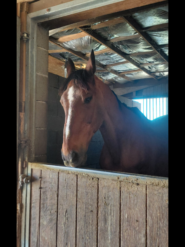 @Le Journal D'un Cheval & Cie