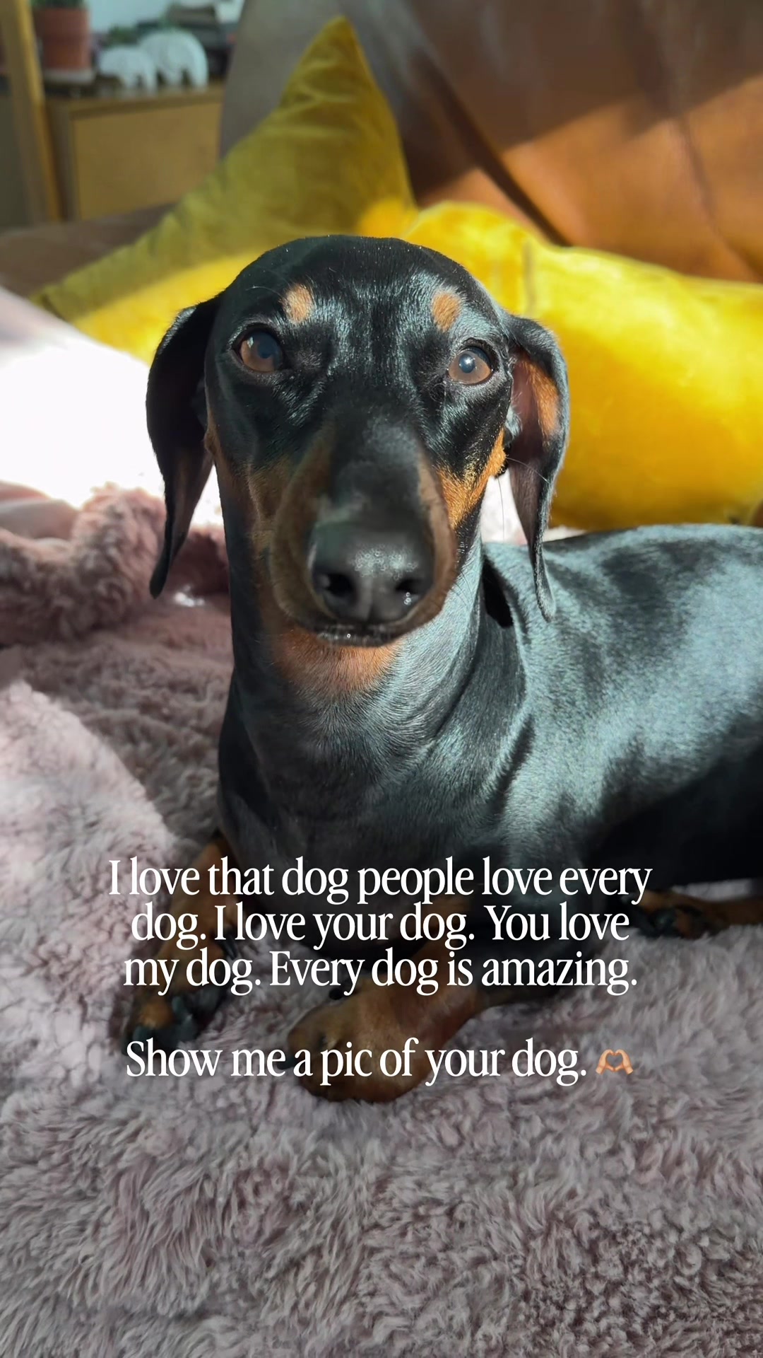 @Penny the Dachshund