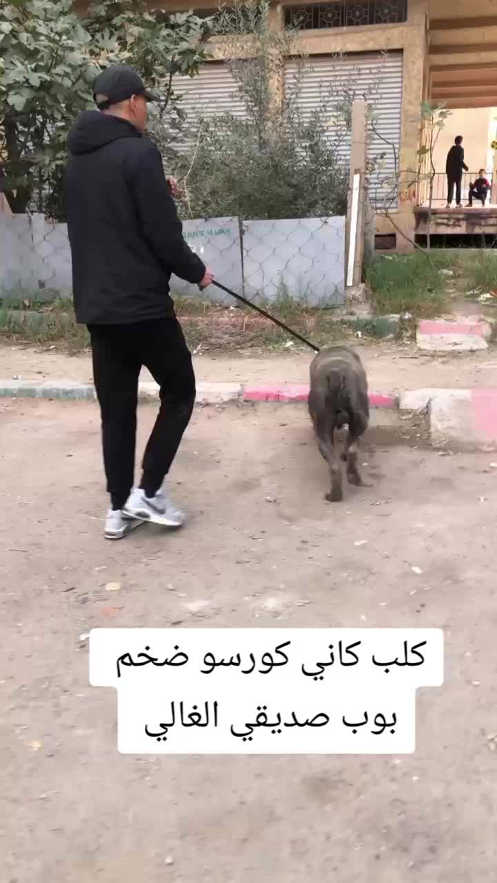 @canicorsoftmalinois