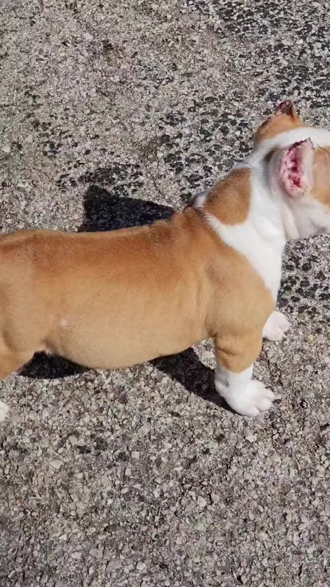@125 BullyCamp
