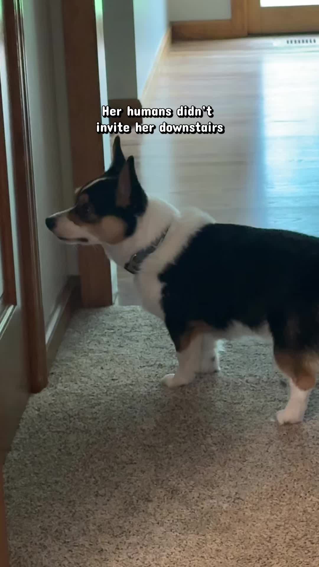 @Little Miss Rosie 🐾