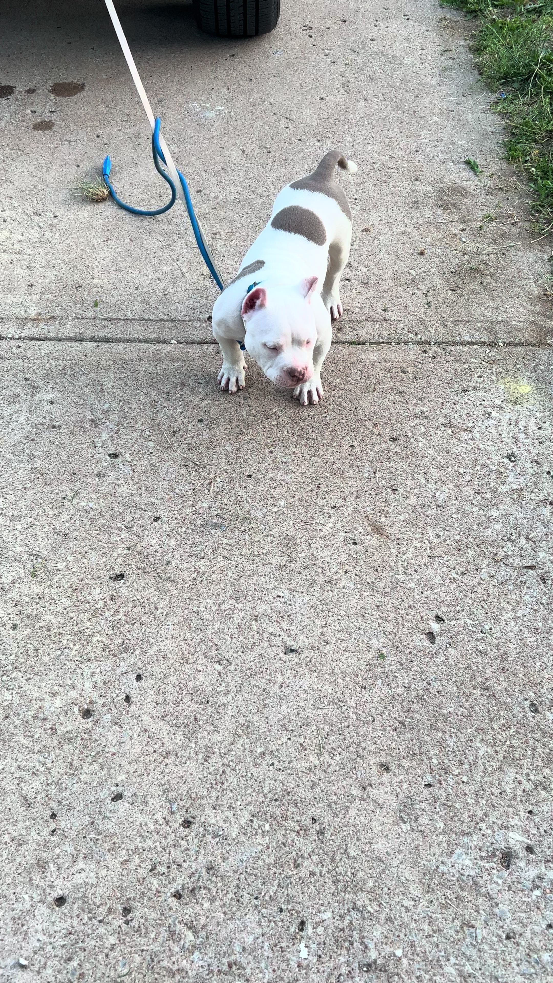 @kingsbullys