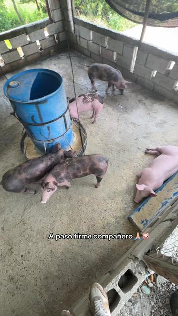 @Yei-Peña🐷🐽🇩🇴