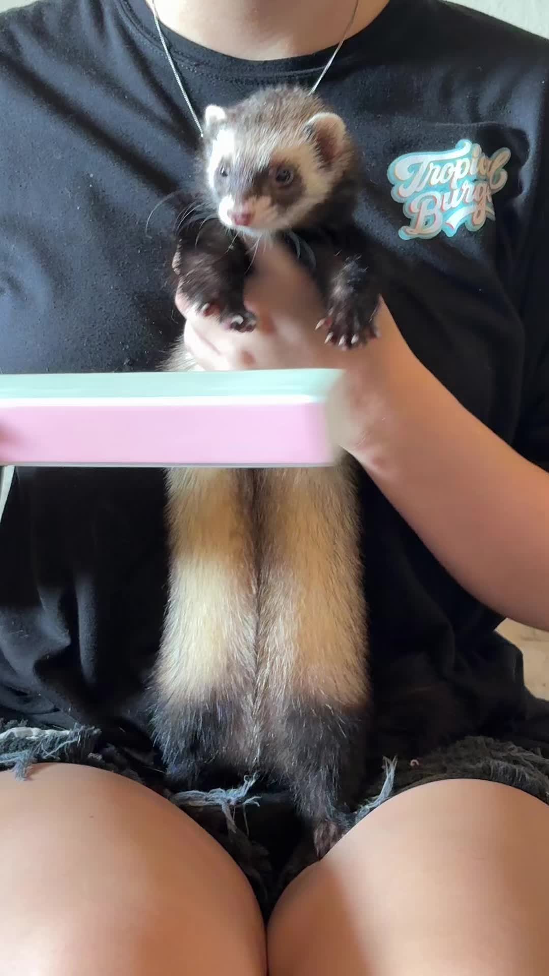 @oliverandstellaferrets