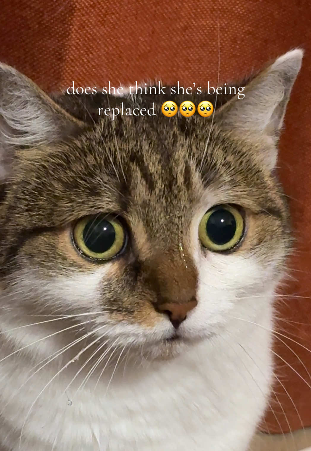 @Suki Purrs