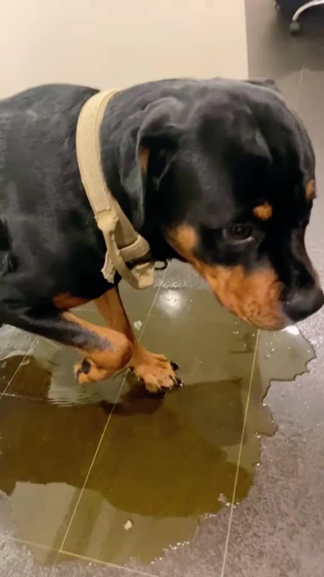 @PawblemsDaily