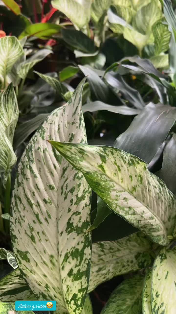 @vivaioanticogarden