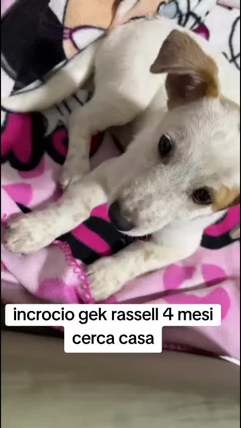 @Gina Boccia