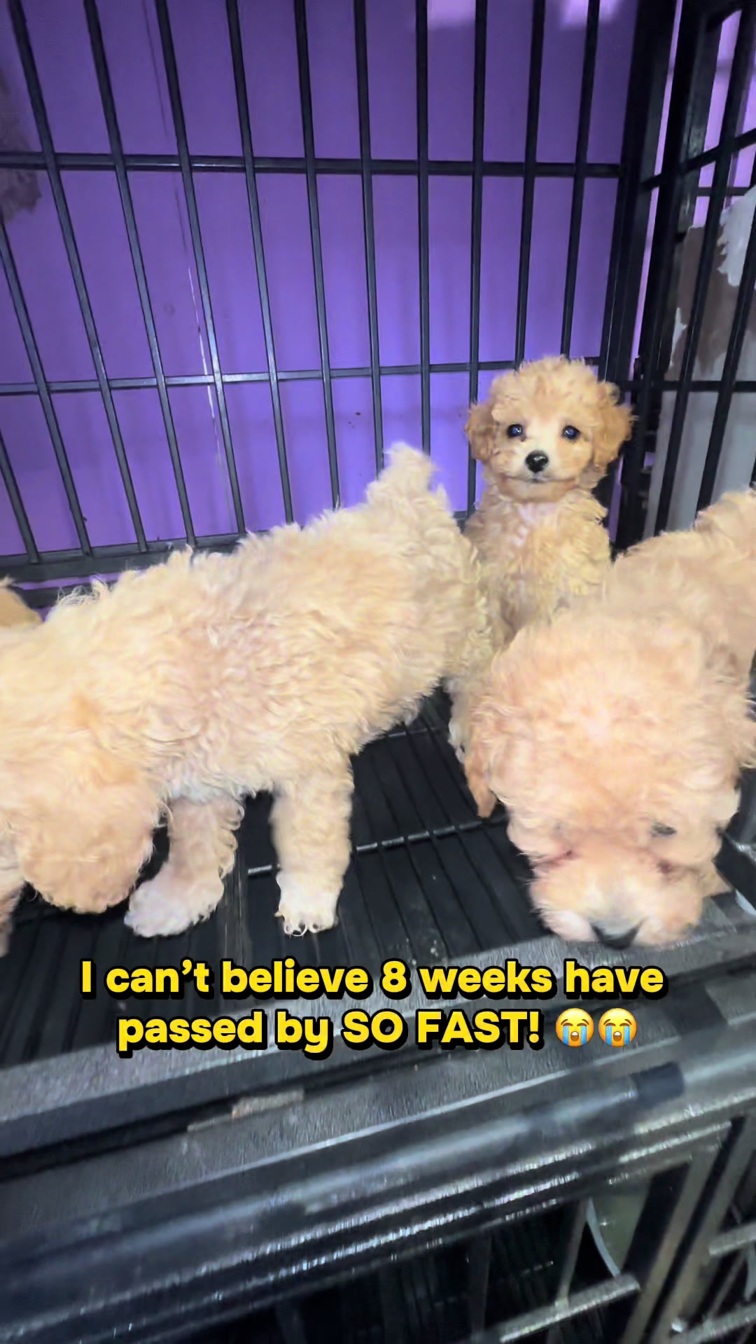 @Dog Lady