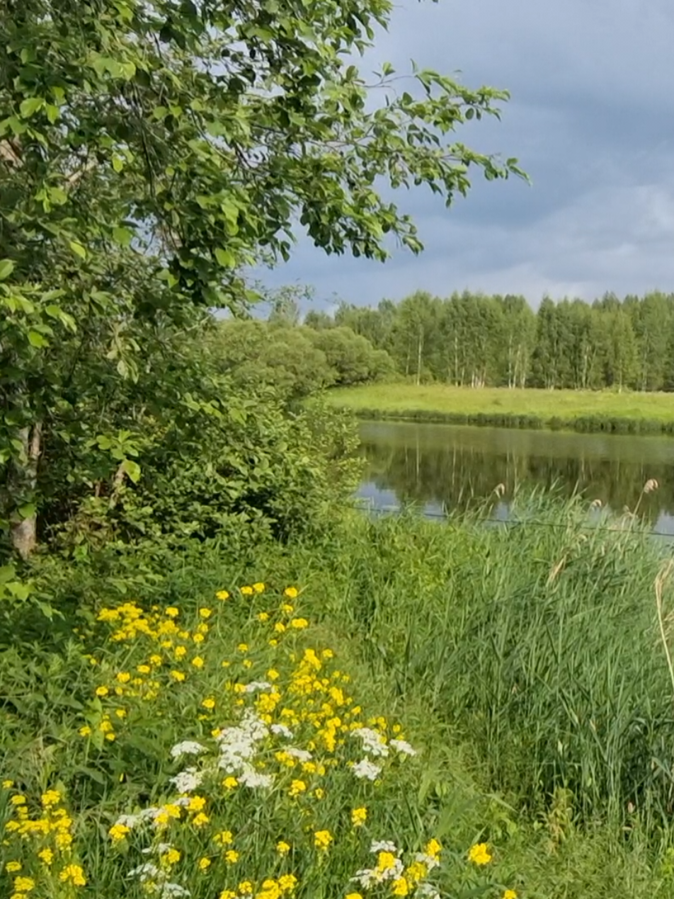 @Туманная поляна