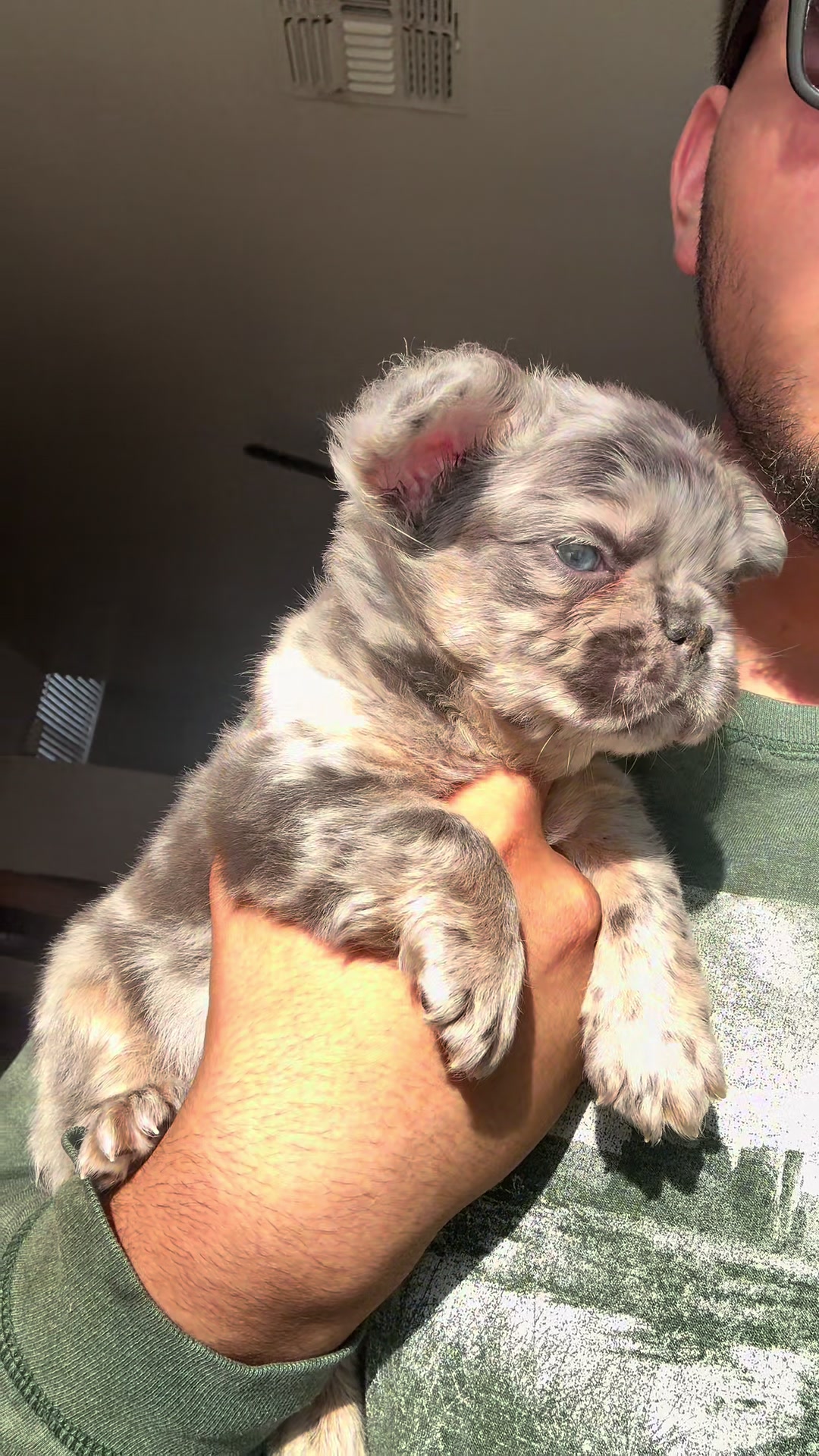 @Luxeaz_frenchies