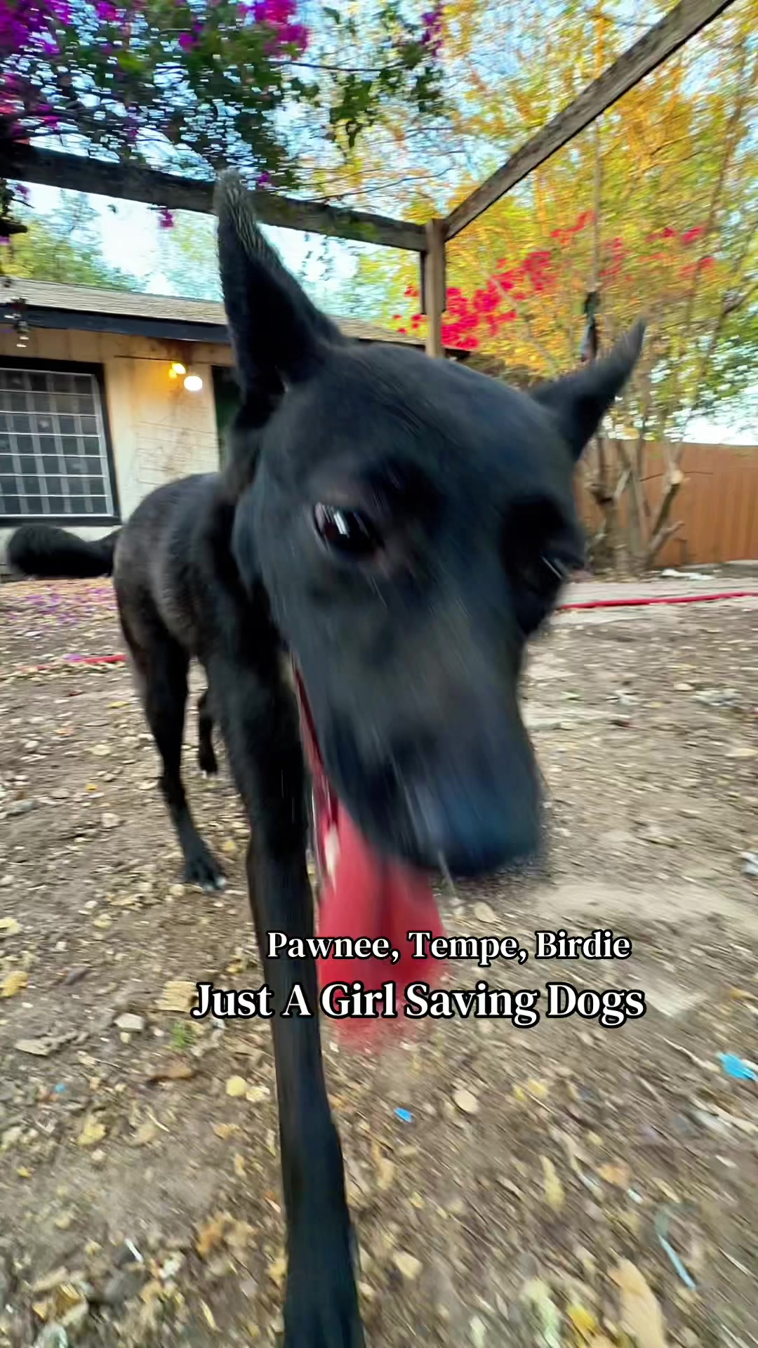 @Just A Girl Saving Dogs