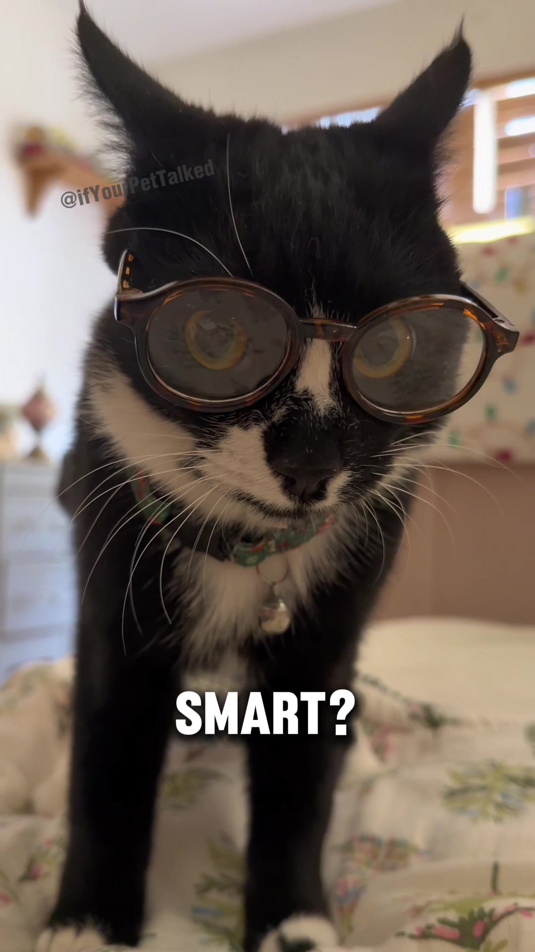 @If Your Pet Talked