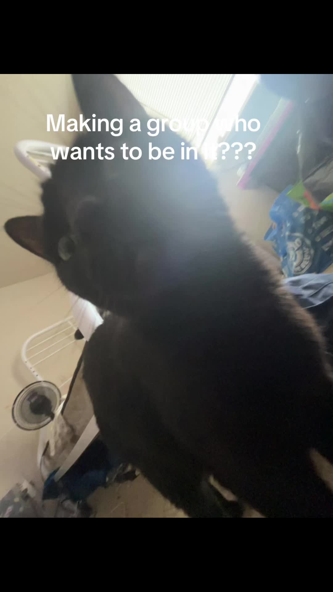 @me and my other cats。