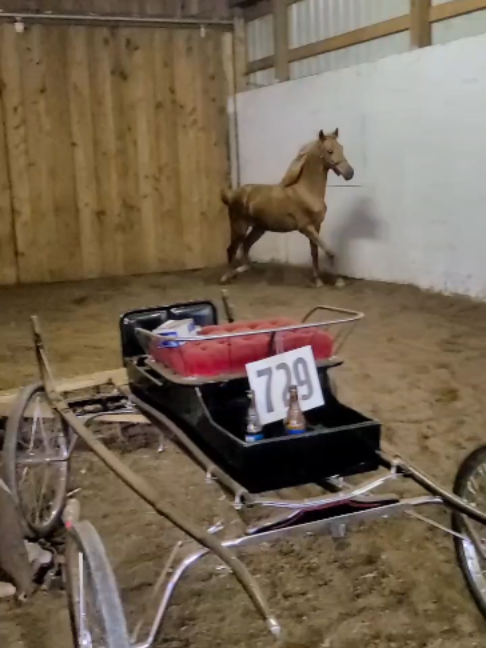 @Horses TikTok