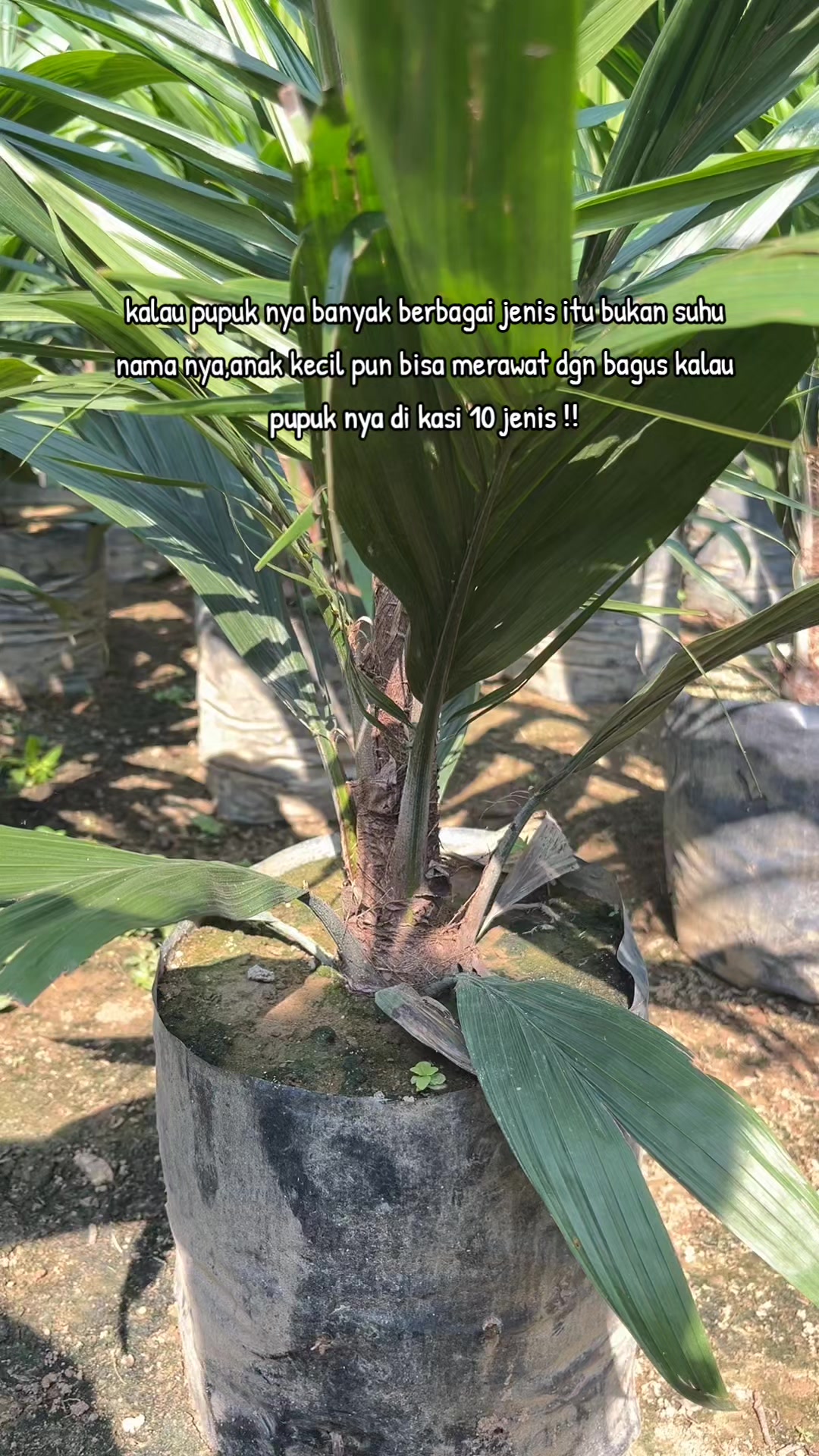 @jimmy angelo
