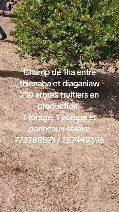@Babutrans Group