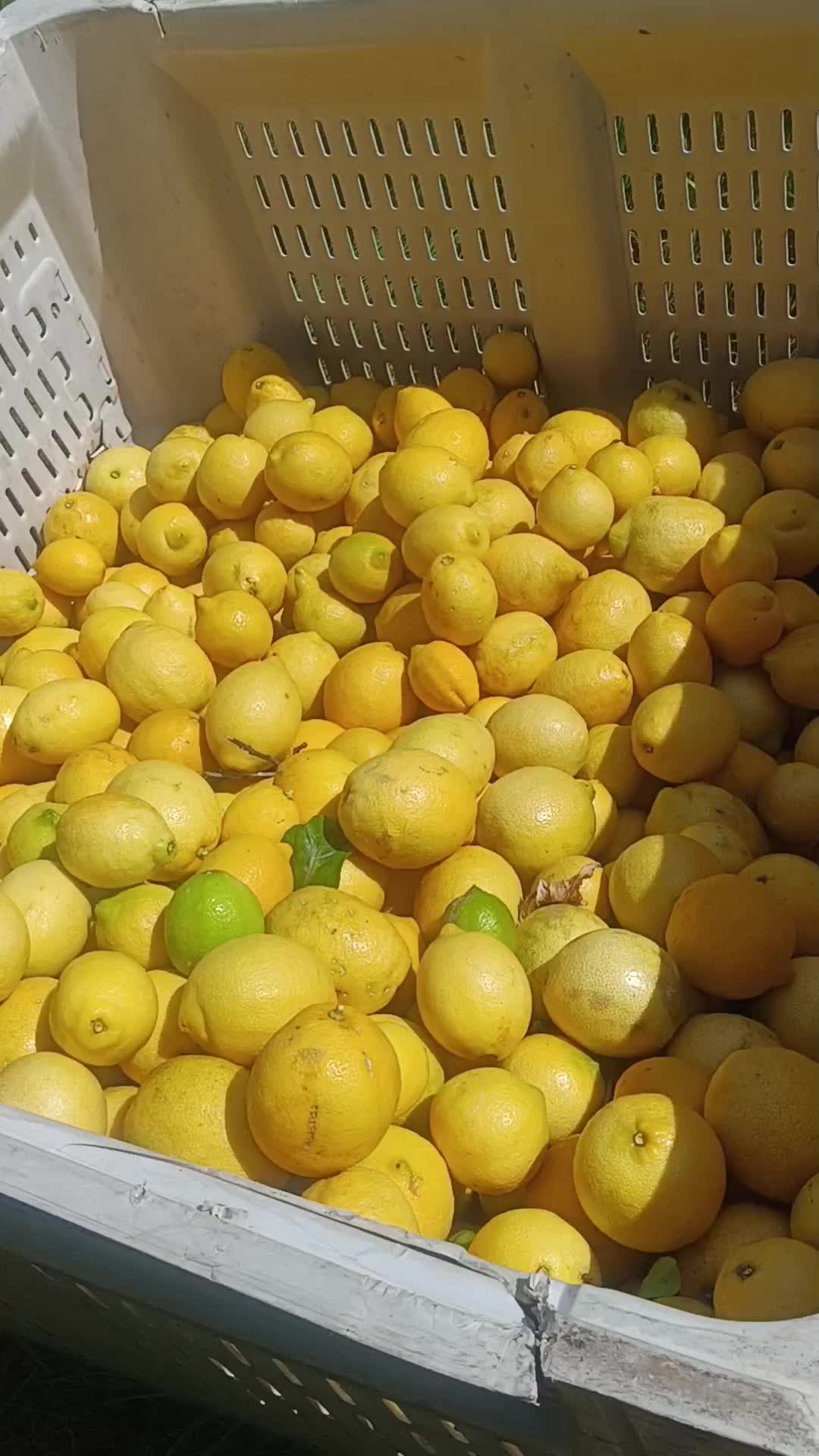 @los puntocios 🥑🍋🍊🤙🤙