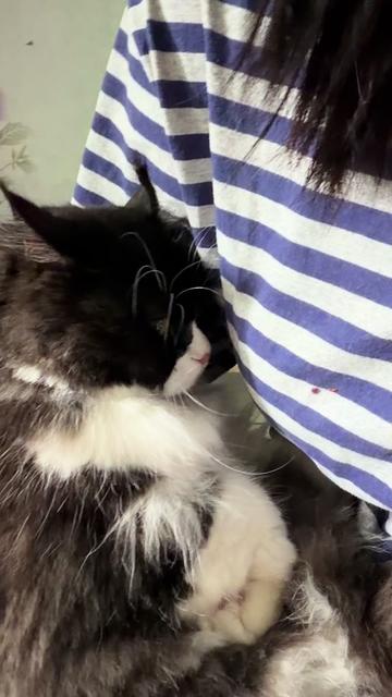 @Bucin cat