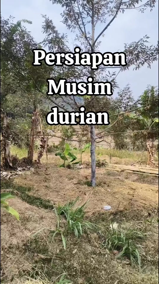 @HABIBCELLKASOMALANG