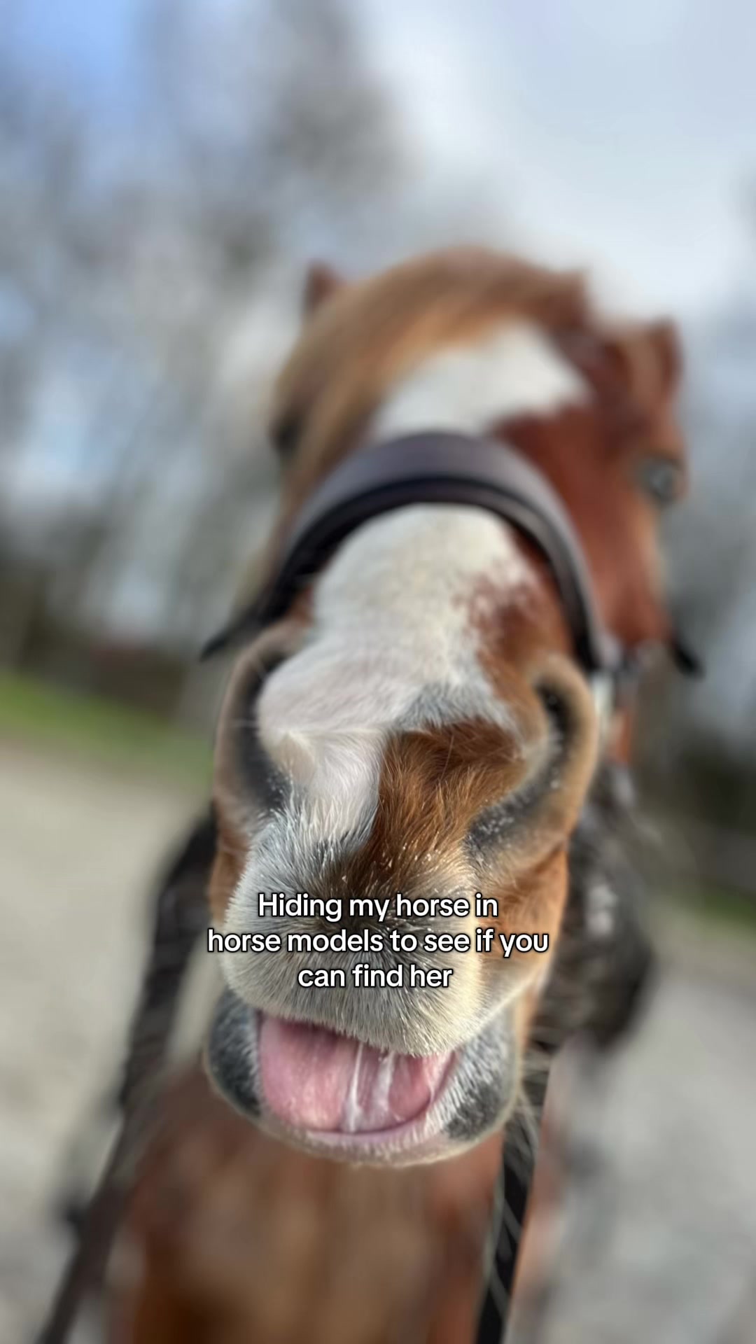 @idh_horses