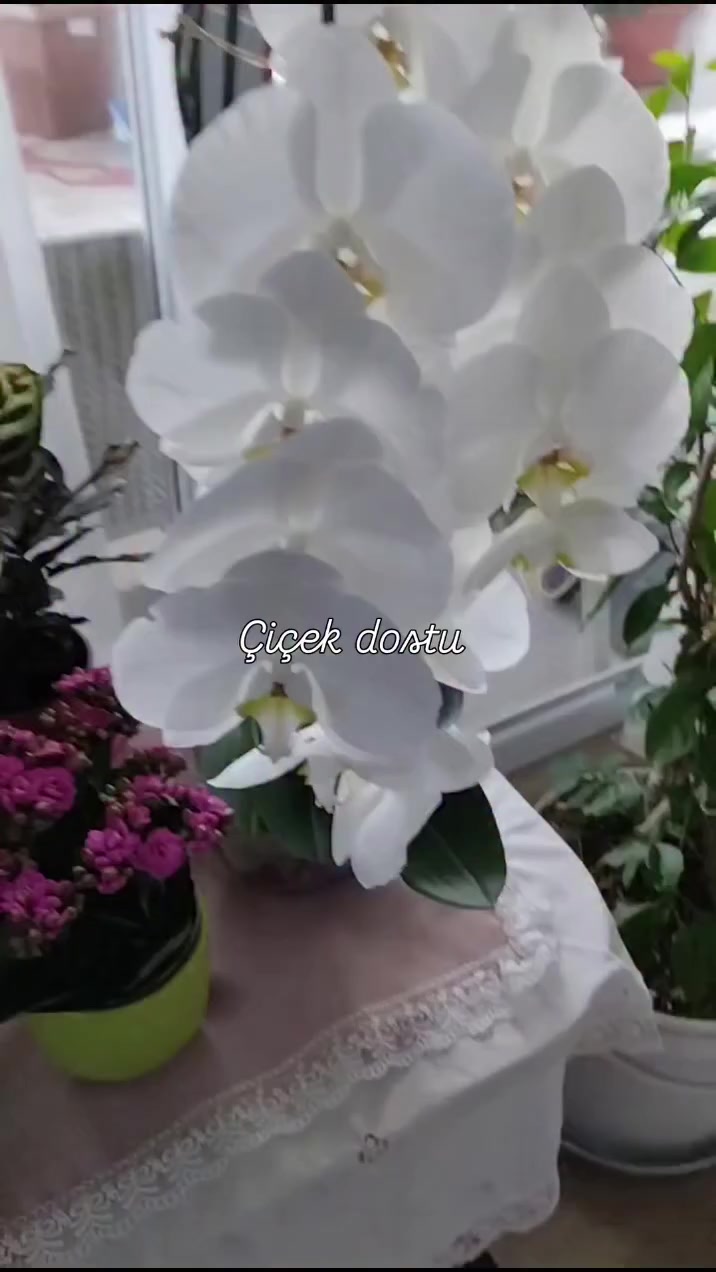 @💧&Ccedil;i&ccedil;ek dostu 🇹🇷💧