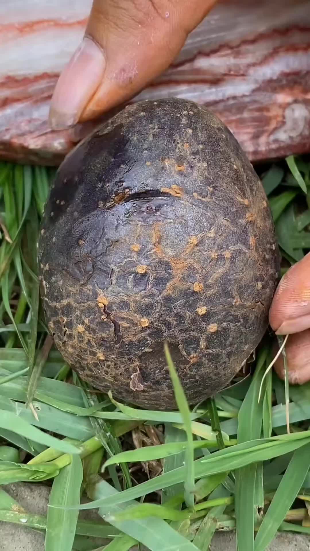@𝐅𝐫𝐮𝐢𝐭𝐬