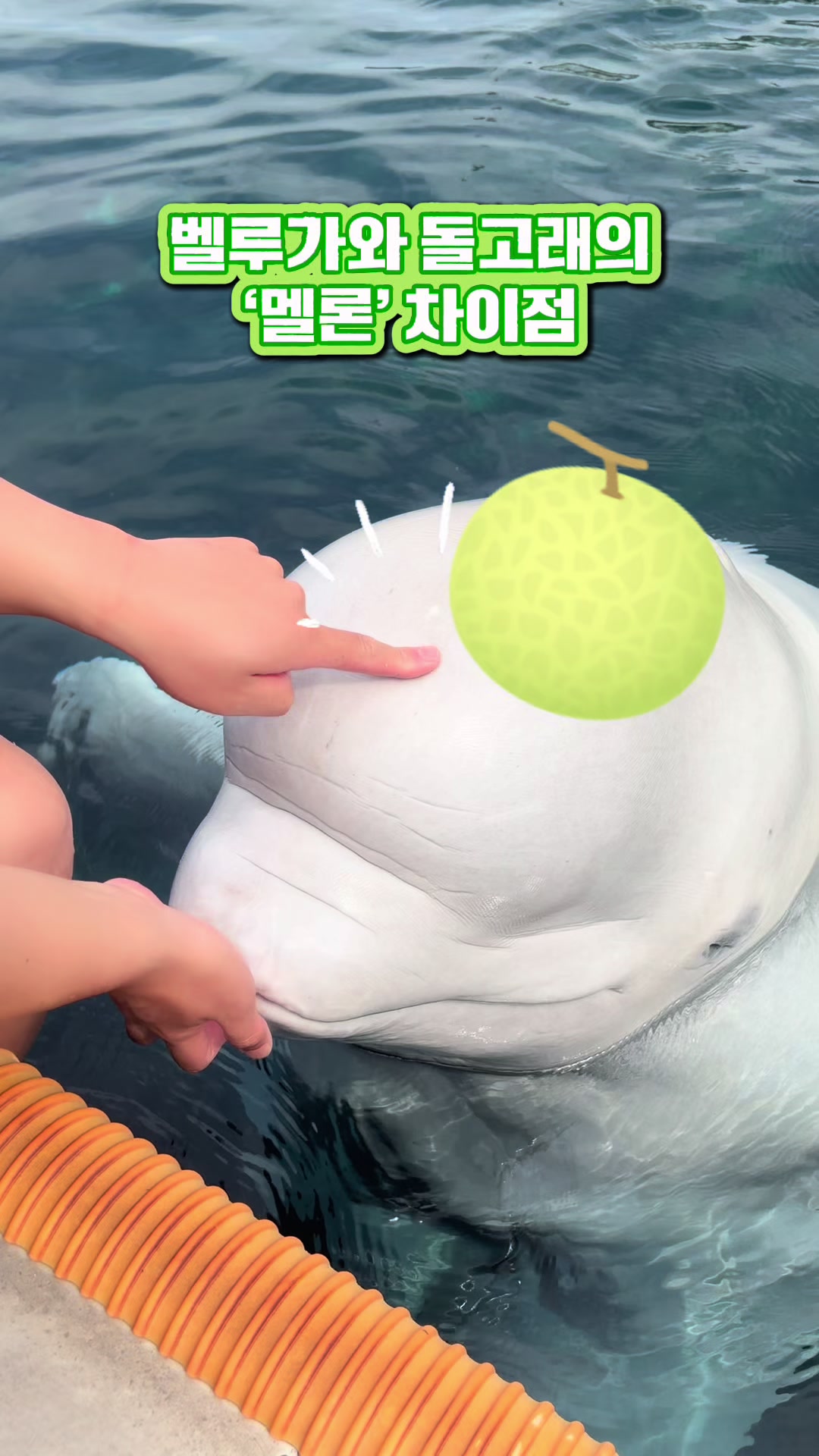 @DolphinTok