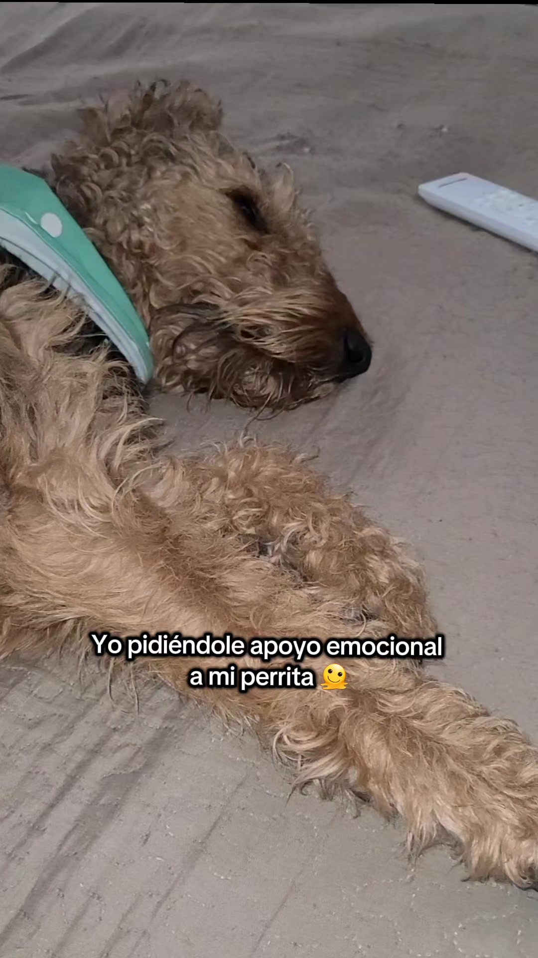 @Trufa Y Máximo🐾Airedales