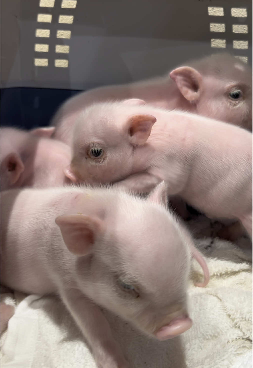@pignic