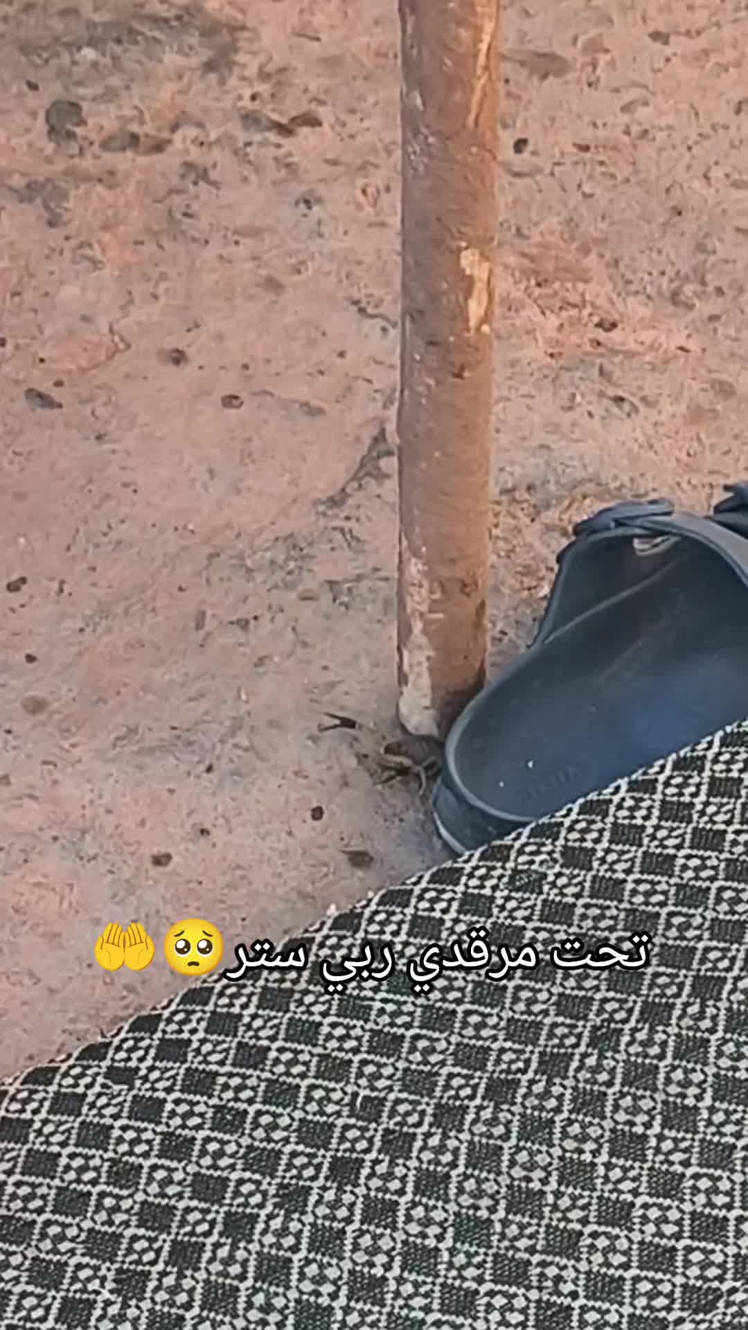 @جمي البيضي 🇩🇿☠️