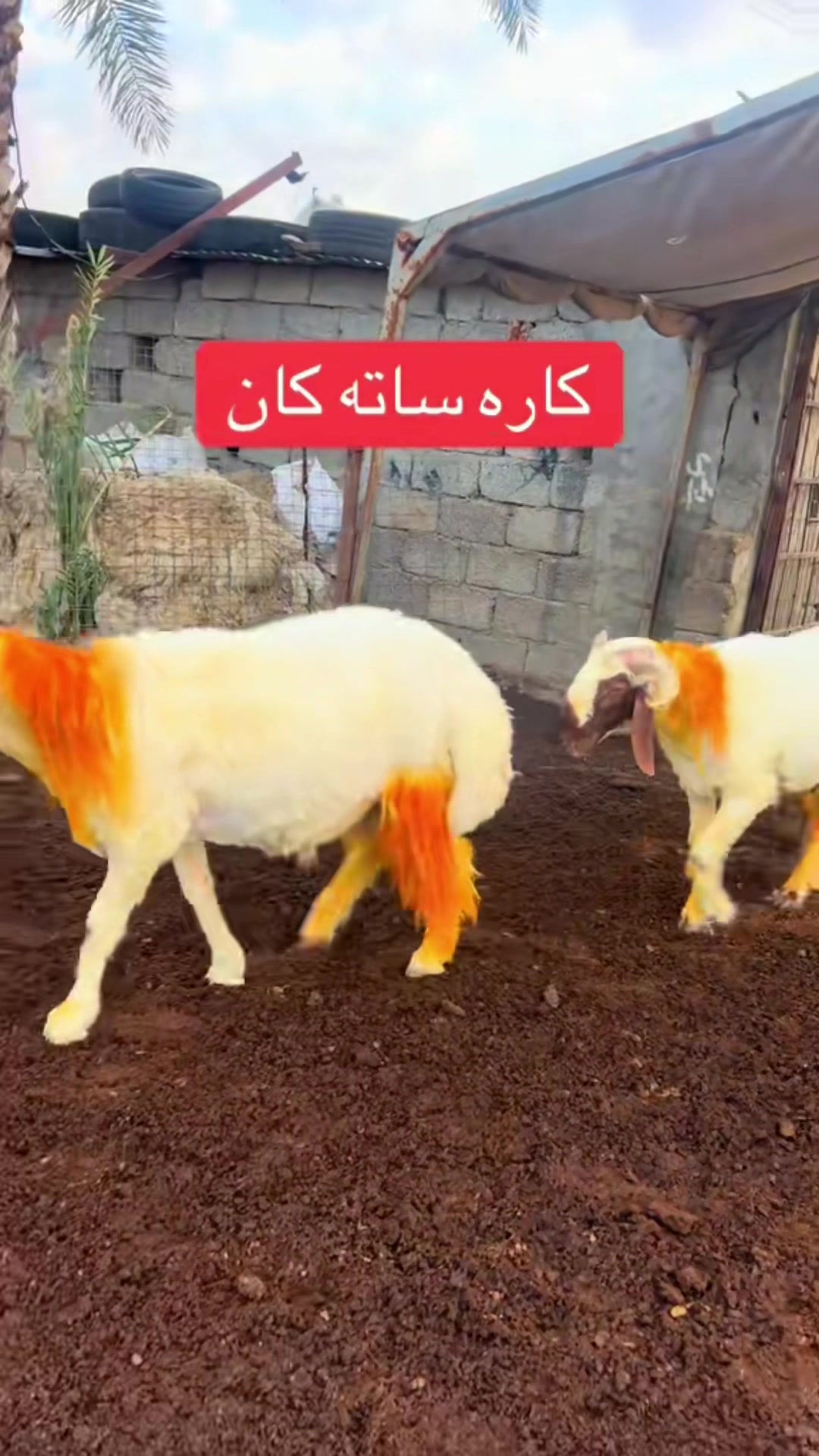 @عو مەر قەساب